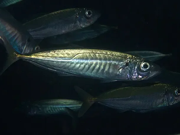 A school of Pacific Mackerel swimming in dark waters.